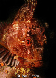 aggressive cabezon I came across while diving at Monaster... by Joe Platko 
